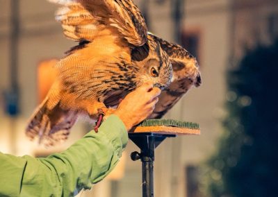Spettacolo falconeria "Le Ali della Terra" foto Lula Merlo