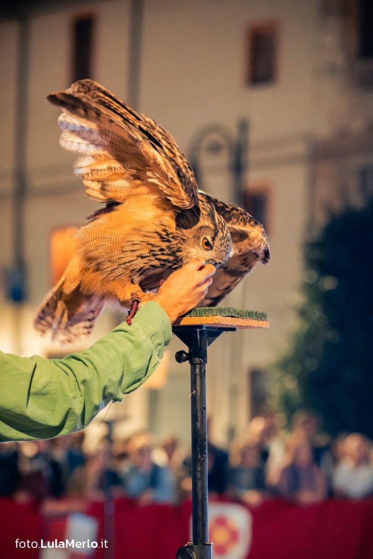 Spettacolo falconeria "Le Ali della Terra" foto Lula Merlo