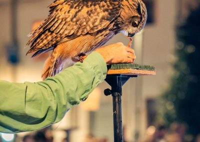 Spettacolo falconeria "Le Ali della Terra" foto Lula Merlo