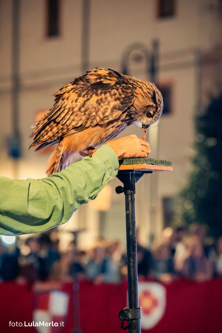 Spettacolo falconeria "Le Ali della Terra" foto Lula Merlo