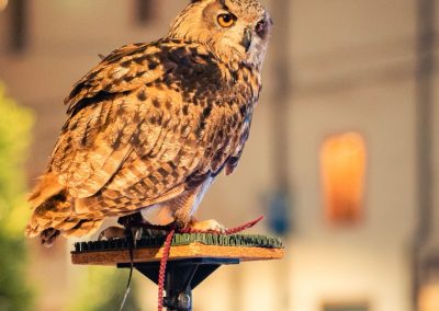 Spettacolo falconeria "Le Ali della Terra" foto Lula Merlo