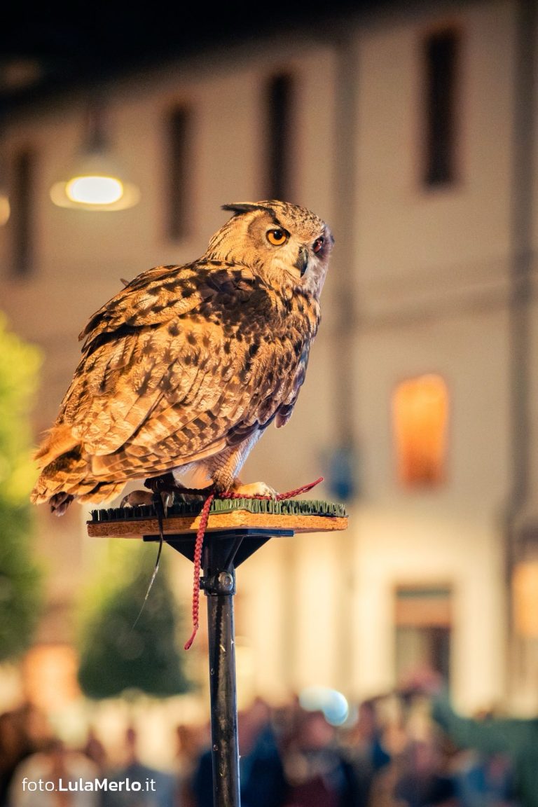 Spettacolo falconeria "Le Ali della Terra" foto Lula Merlo