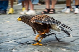 Spettacolo di falconeria de Le Ali della Terra a Mestieri e Mercanti – foto Lula Merlo