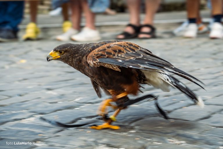 Spettacolo di falconeria de Le Ali della Terra a Mestieri e Mercanti – foto Lula Merlo