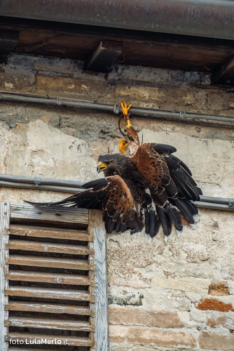 Spettacolo di falconeria de Le Ali della Terra a Mestieri e Mercanti – foto Lula Merlo